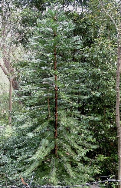 🌲 «Засекреченные правительством» или что прячет Австралия в своих лесах