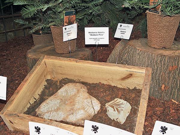 🌲 «Засекреченные правительством» или что прячет Австралия в своих лесах