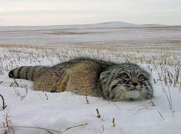 🐈 Возвращение исчезнувшего — в Хакасии обнаружили манула, которого много лет не видели в регионе.