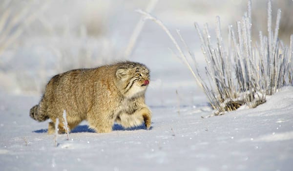 🐈 Возвращение исчезнувшего — в Хакасии обнаружили манула, которого много лет не видели в регионе.