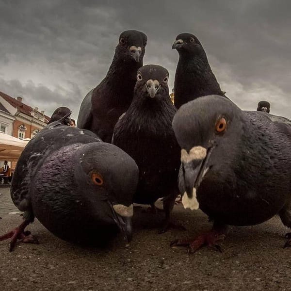 🕊️ Летающие крысы или почему детская забава «гонять голубей» может закончиться в инфекционной больнице.