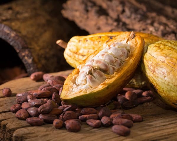 🍫 В Швейцарии ученые вывели формулу экологичного шоколада