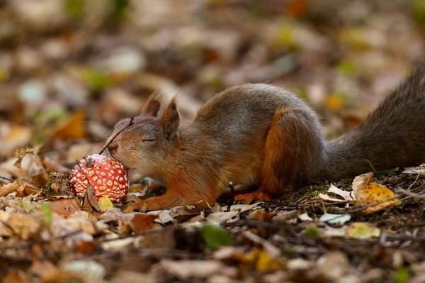 🍄 Лесная аптека или зачем животные едят мухоморы