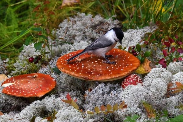 🍄 Лесная аптека или зачем животные едят мухоморы