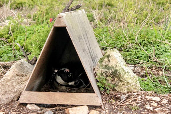 🐧 Бесплатное жилье для пингвинов в рамках программы улучшения демографической ситуации