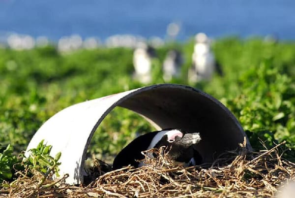 🐧 Бесплатное жилье для пингвинов в рамках программы улучшения демографической ситуации