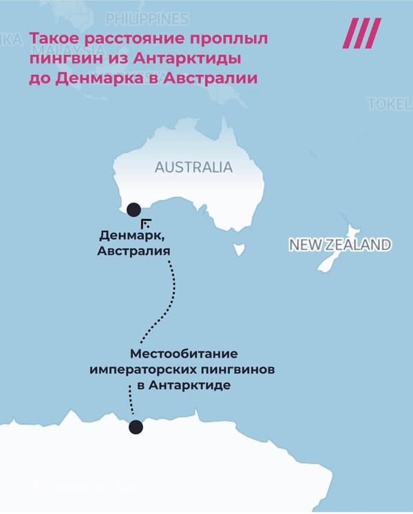 🐧 На пляже Австралии обнаружили Императорского пингвина, приплывшего из Антарктиды.
