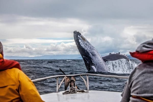 🐋 В Мурманской области создадут Центр защиты китов