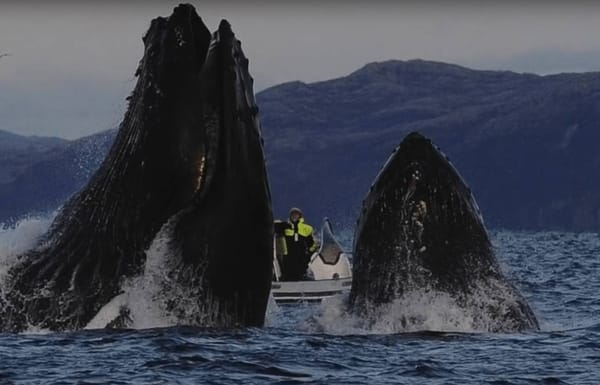 🐋 В Мурманской области создадут Центр защиты китов