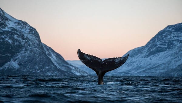 🐋 В Мурманской области создадут Центр защиты китов
