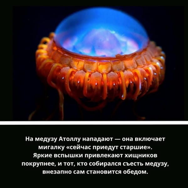 🦑 Представляем вашему вниманию почти глубоководный трэш-контент