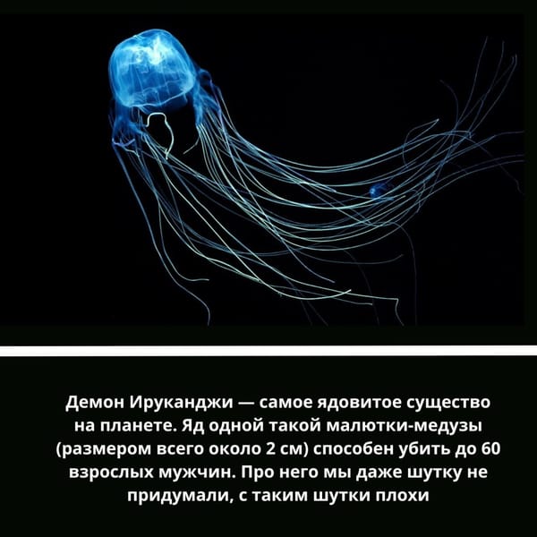 🦑 Представляем вашему вниманию почти глубоководный трэш-контент