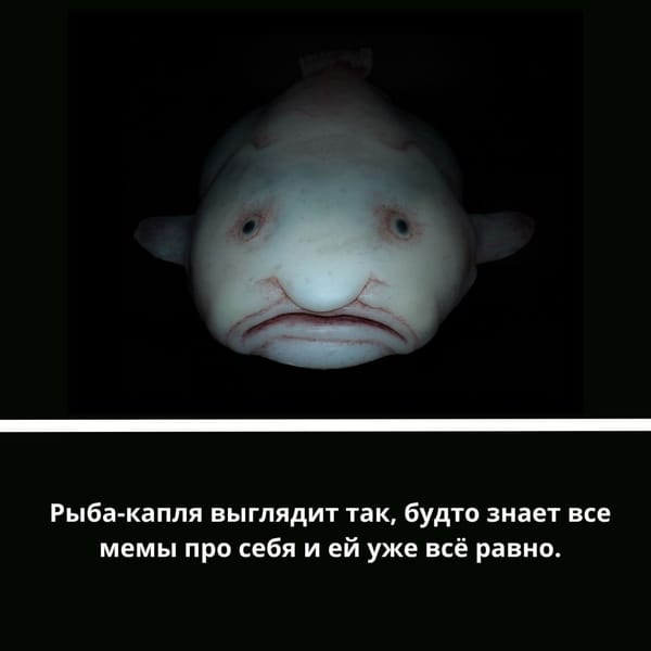 🦑 Представляем вашему вниманию почти глубоководный трэш-контент