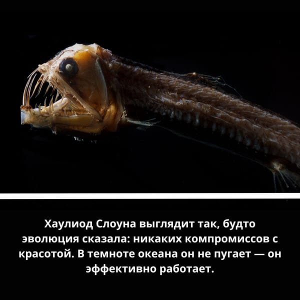 🦑 Представляем вашему вниманию почти глубоководный трэш-контент