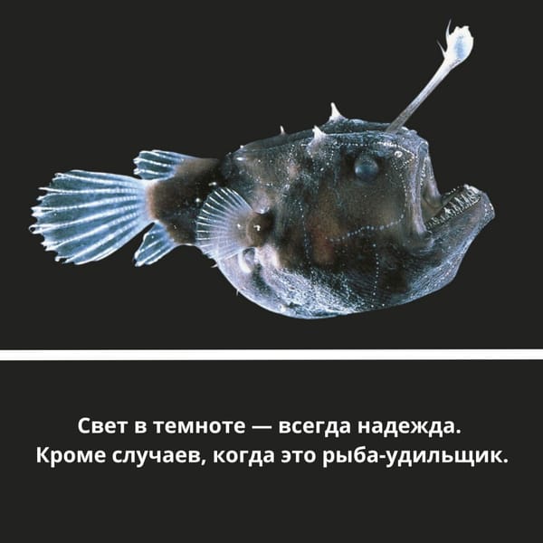 🦑 Представляем вашему вниманию почти глубоководный трэш-контент