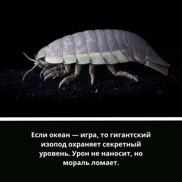 🦑 Представляем вашему вниманию почти глубоководный трэш-контент