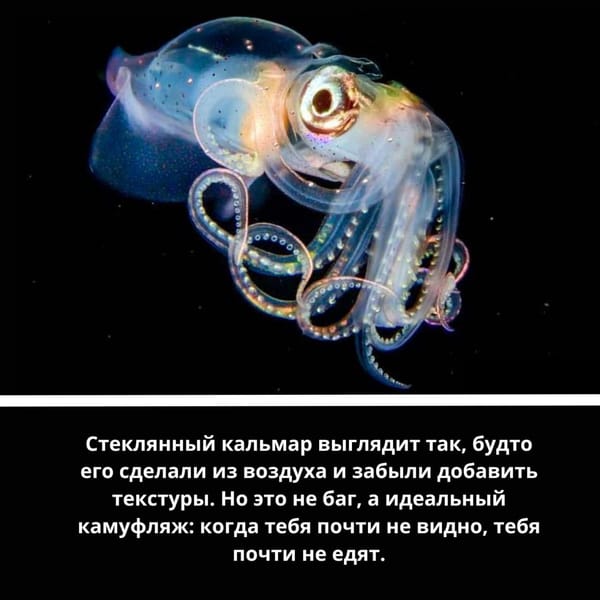 🦑 Представляем вашему вниманию почти глубоководный трэш-контент
