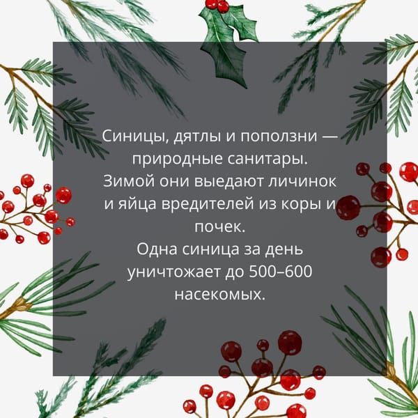 🐦 Подкармливая птиц зимой, мы спасаем не только их — но и деревья.