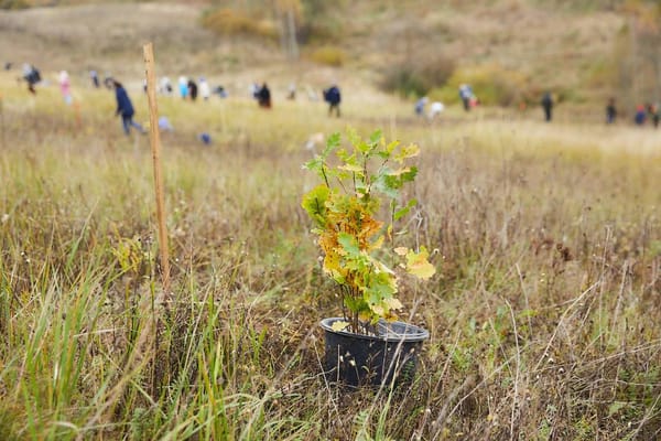 🌳 17 октября в нацпарке «Угра» пройдут волонтёрские посадки леса