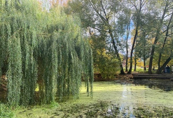 Зеленая-зеленая Москва! 🌳